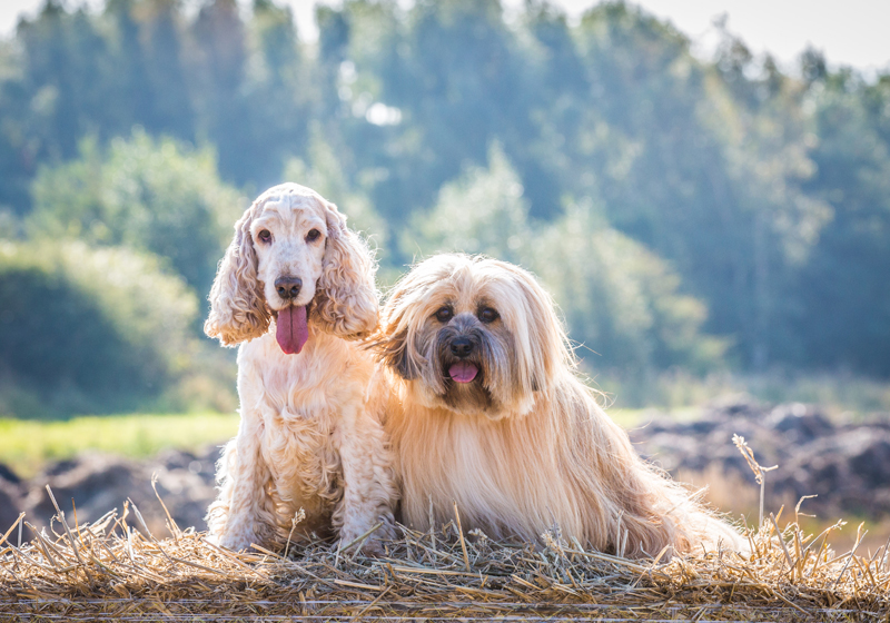 photograph of two dogs on hay bale