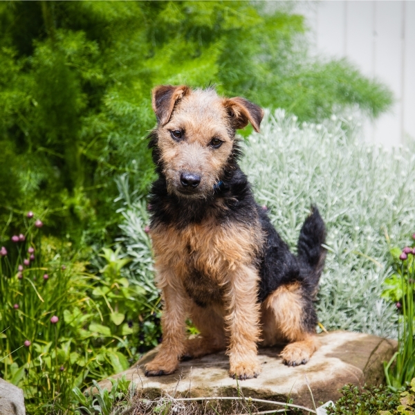 Pet photograph  wire haired terrier