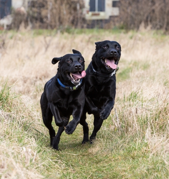 Harvey & Jarvis   two black labradors  running