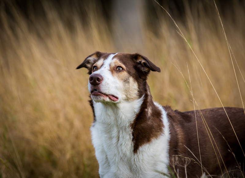 collie dog in woodland