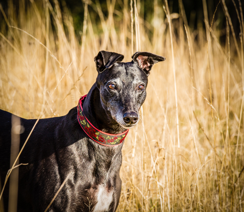 Pet photography  greyhound