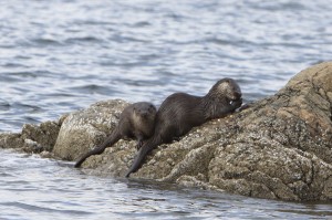 Photograph of Scottish Wild Otters -  Scotland West Coast