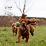 Ball chasing photograph of dogs