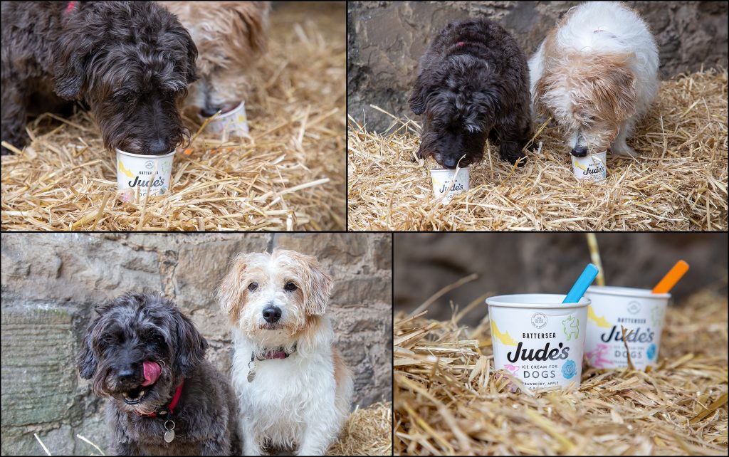 Judes ice cream for dogs