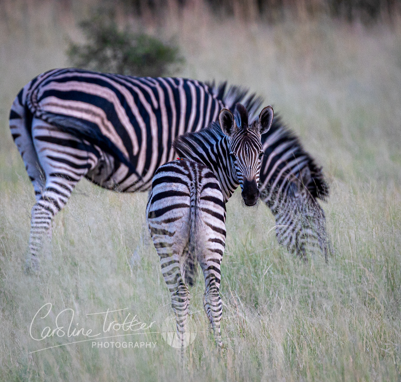 Zebras with red billed ox pecker